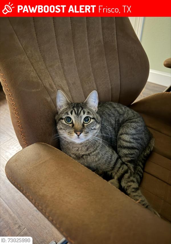 Lost Male Cat last seen Bella Casa neighborhood in Frisco, Frisco, TX 75034