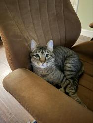 Lost Male Cat last seen Bella Casa neighborhood in Frisco, Frisco, TX 75034