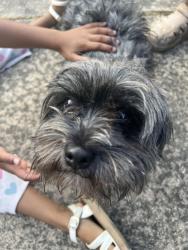 Found/Stray Male Dog last seen Deep river rd, High Point, NC 27265