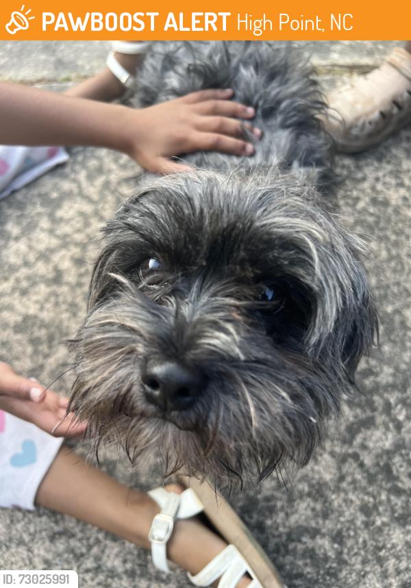 Found/Stray Male Dog last seen Deep river rd, High Point, NC 27265