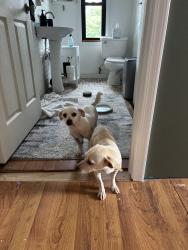 Found/Stray Female Dog last seen South Mountain Children’s Home, Nebo, NC 28761