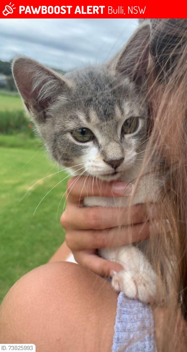 Lost Female Cat last seen Waterloo st, Bulli, NSW 2516