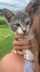 Lost Female Cat last seen Waterloo st, Bulli, NSW 2516