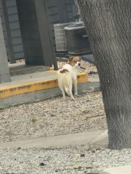 Found/Stray Unknown Dog last seen Near building 33’s mailboxes, Tulsa, OK 74107