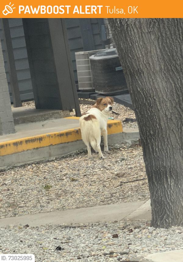 Found/Stray Unknown Dog last seen Near building 33’s mailboxes, Tulsa, OK 74107
