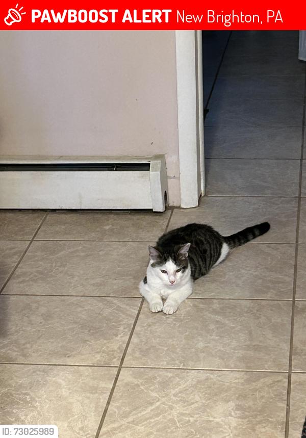 Lost Female Cat last seen Near Route 68, New Brighton, PA 15066