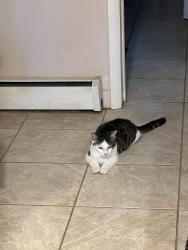 Lost Female Cat last seen Near Route 68, New Brighton, PA 15066