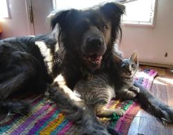Reunited Male Dog last seen Copeland and Heiskell in Powell, Powell, TN 37849