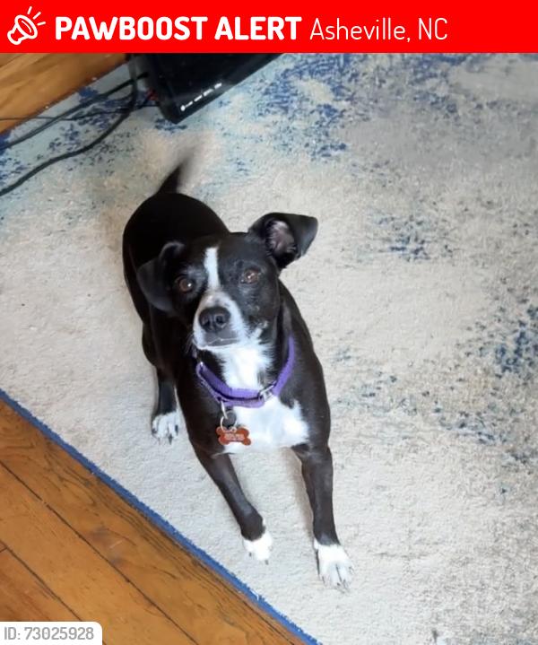 Lost Male Dog last seen Near Richmond Hill Rd , Asheville, NC 28806
