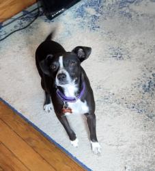 Lost Male Dog last seen Near Richmond Hill Rd , Asheville, NC 28806