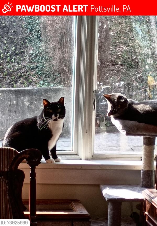 Lost Male Cat last seen Yuengling park, Pottsville, PA 17901