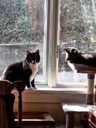 Lost Male Cat last seen Yuengling park, Pottsville, PA 17901