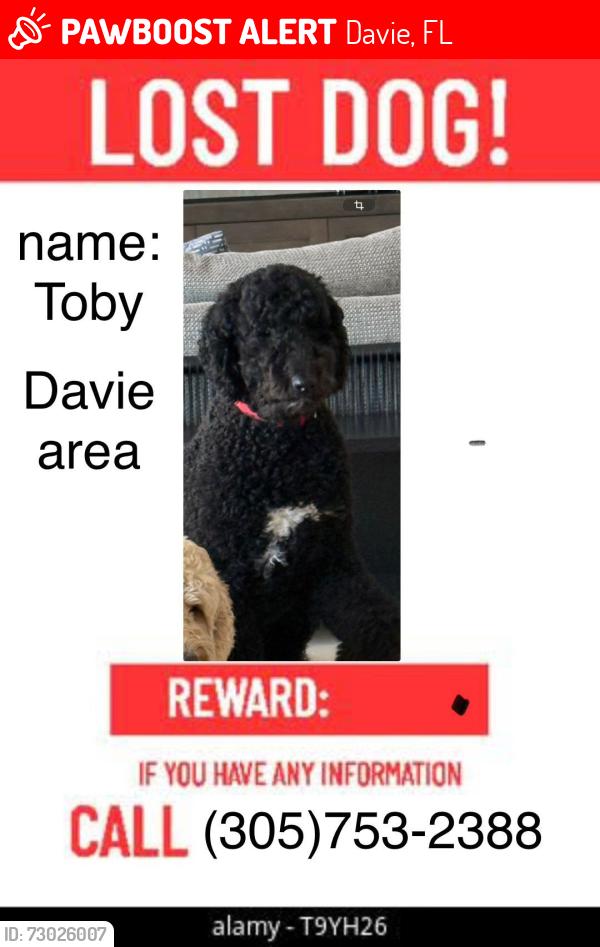 Lost Male Dog last seen Flamingo nursery , Davie, FL 33325