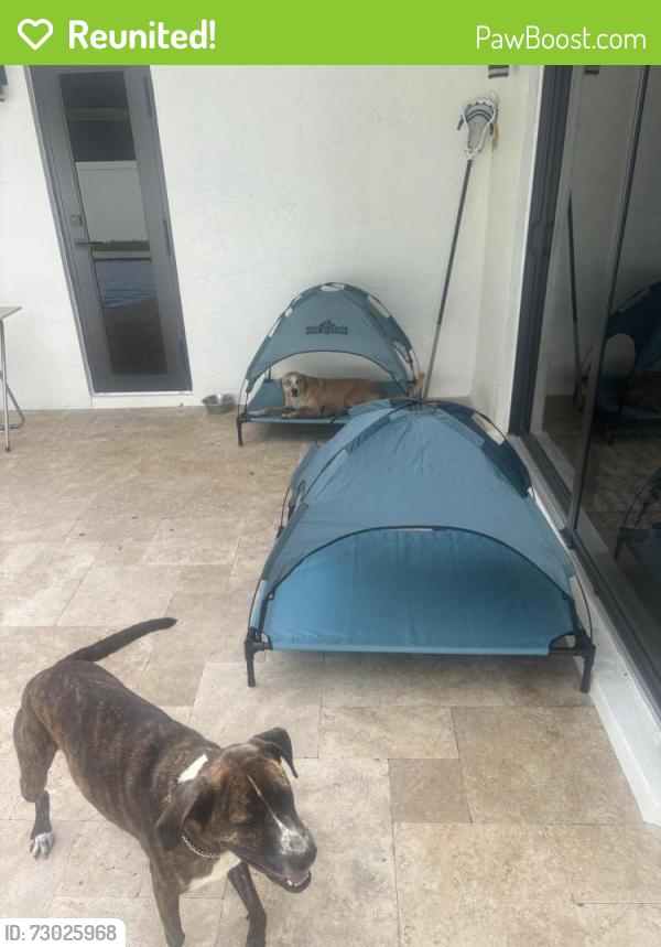 Reunited Male Dog last seen Near nw 109th terr, Pembroke Pines, FL 33025
