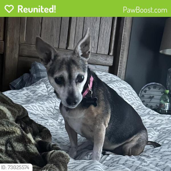 Reunited Female Dog last seen 71st street and 73rd street , Oak Island, NC 28465
