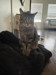 Lost Male Cat last seen Near Pine Tree Cir E, Fort Worth, TX 76244