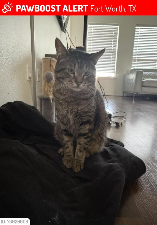 Lost Male Cat last seen Near Pine Tree Cir E, Fort Worth, TX 76244