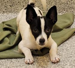 Shelter Stray Male Dog last seen , 4000 N Silverbell Rd, Tucson, AZ 85745, USA