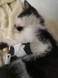 Shelter Stray Female Cat last seen , 4000 N Silverbell Rd, Tucson, AZ 85745, USA