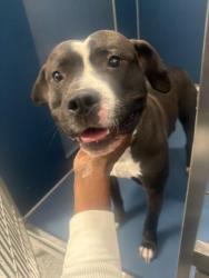 Shelter Stray Male Dog last seen Near BLOCK PASADENA ST, DETROIT MI 48238, 7401 Chrysler Dr, Detroit, MI 48211, USA