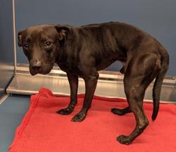 Shelter Stray Male Dog last seen Near BLOCK W GRAND BLVD, DETROIT MI 48202, 7401 Chrysler Dr, Detroit, MI 48211, USA