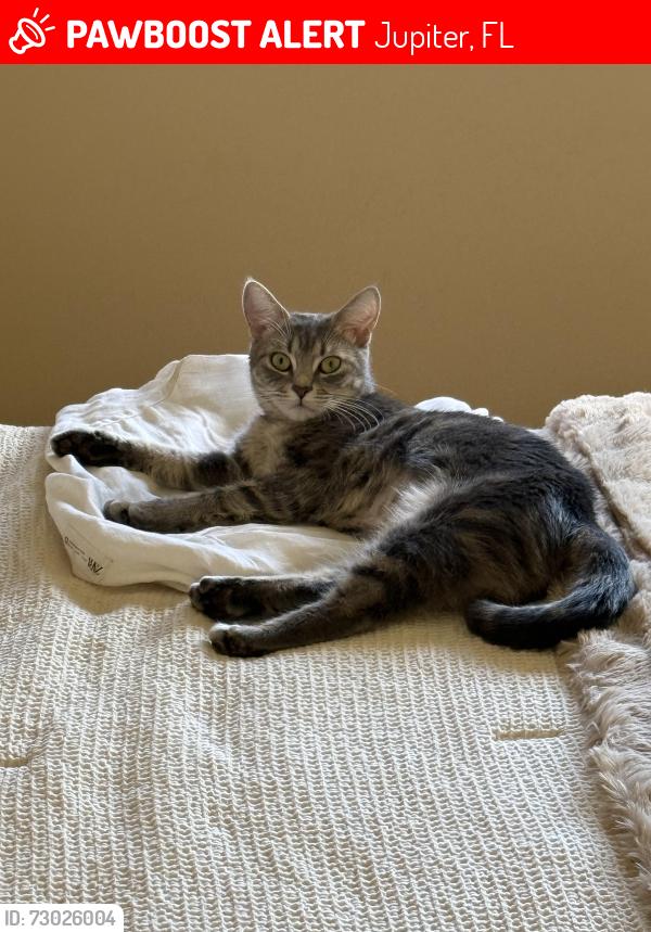 Lost Female Cat last seen At Home, Egret’s Landing, Egret Circle South, Jupiter, FL 33458