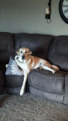 Lost Male Dog last seen Beltzville lake, Lehighton, PA 18235