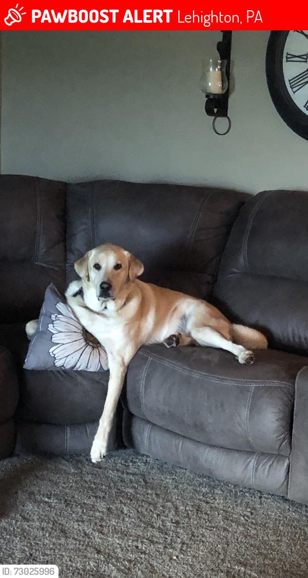 Lost Male Dog last seen Beltzville lake, Lehighton, PA 18235