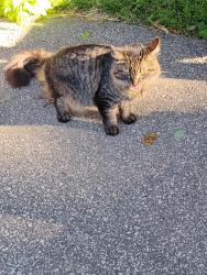 Found/Stray Unknown Cat last seen Franklin blvd, Lakewood, OH 44107