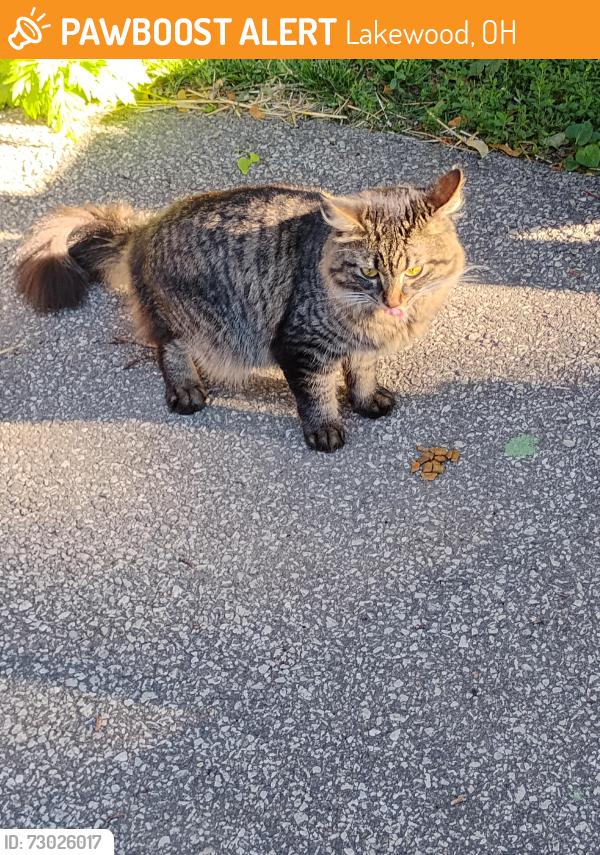 Found/Stray Unknown Cat last seen Franklin blvd, Lakewood, OH 44107