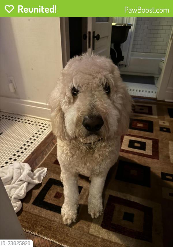 Reunited Male Dog last seen Joyner Ave by the fire station on Nolensville Rd, Nashville, TN 37210