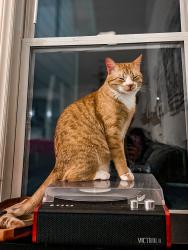 Lost Male Cat last seen Gaston Christian School, Gastonia, NC 28056