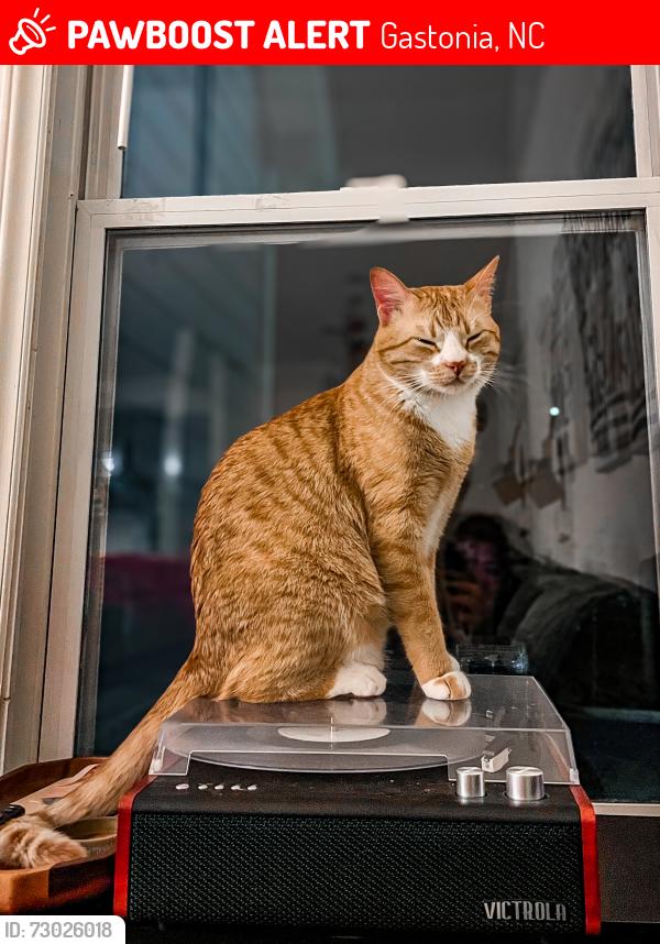 Lost Male Cat last seen Gaston Christian School, Gastonia, NC 28056