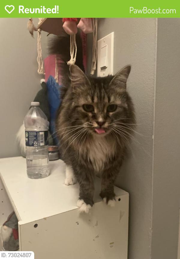 Reunited Female Cat last seen Near Carlysle Dr, Clarendon Hills, IL 60514, USA, Clarendon Hills, IL 60514