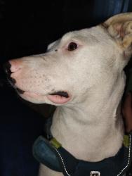 Lost Male Dog last seen Tedesco park, Desert Hot Springs, CA 92240