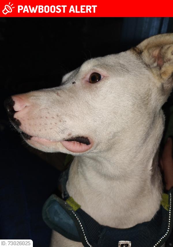 Lost Male Dog last seen Tedesco park, Desert Hot Springs, CA 92240