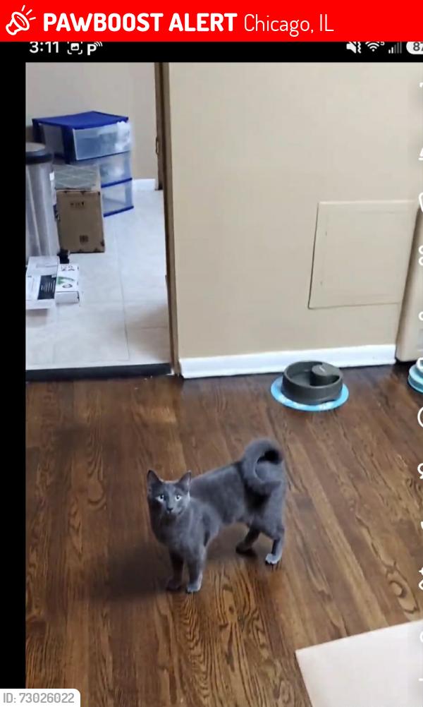 Lost Male Cat last seen Ridge blvd and jarvis, Chicago, IL 60645