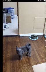 Lost Male Cat last seen Ridge blvd and jarvis, Chicago, IL 60645