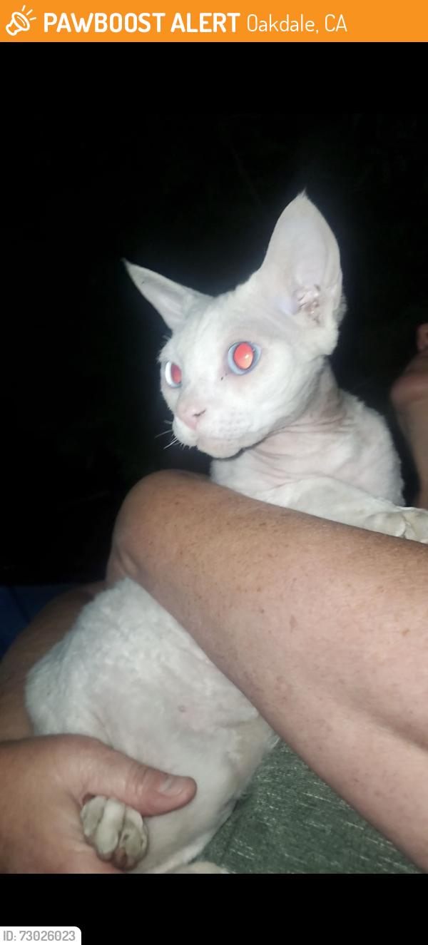 Found/Stray Unknown Cat last seen Saddlebrook Way and Hampton Court, Oakdale, CA 95361