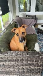Lost Male Dog last seen Rendezvous way and main st, Winter Park, CO 80482