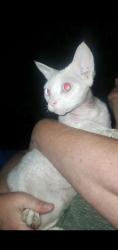 Found/Stray Unknown Cat last seen Saddlebrook Way and Hampton Court, Oakdale, CA 95361