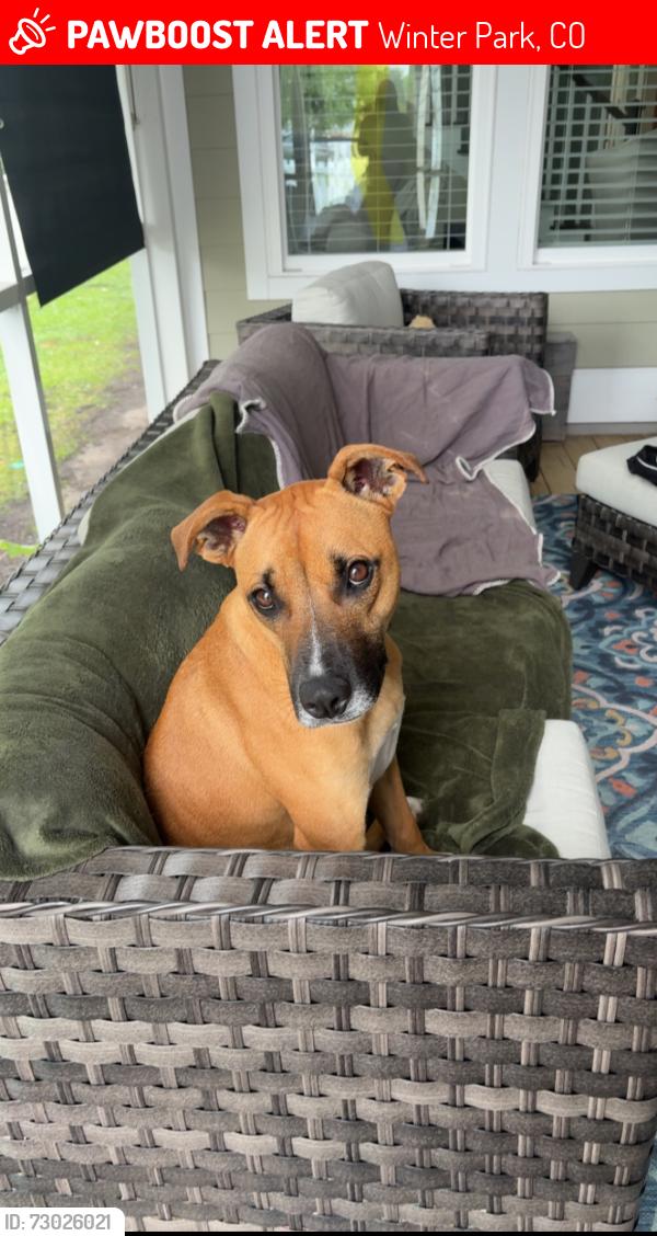 Lost Male Dog last seen Rendezvous way and main st, Winter Park, CO 80482