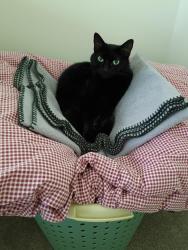 Lost Female Cat last seen Roxalana Hills apmts, Dunbar, WV 25064