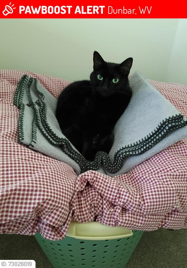 Lost Female Cat last seen Roxalana Hills apmts, Dunbar, WV 25064