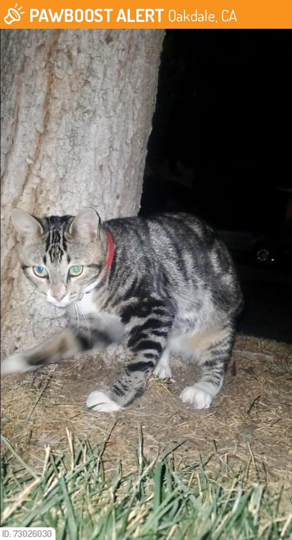 Found/Stray Unknown Cat last seen Saddlebrook and hampton ct, Oakdale, CA 95361
