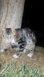 Found/Stray Unknown Cat last seen Saddlebrook and hampton ct, Oakdale, CA 95361