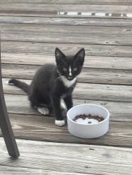 Found/Stray Unknown Cat last seen Palm grove terrace and hennington terrace, Laurel, VA 23228