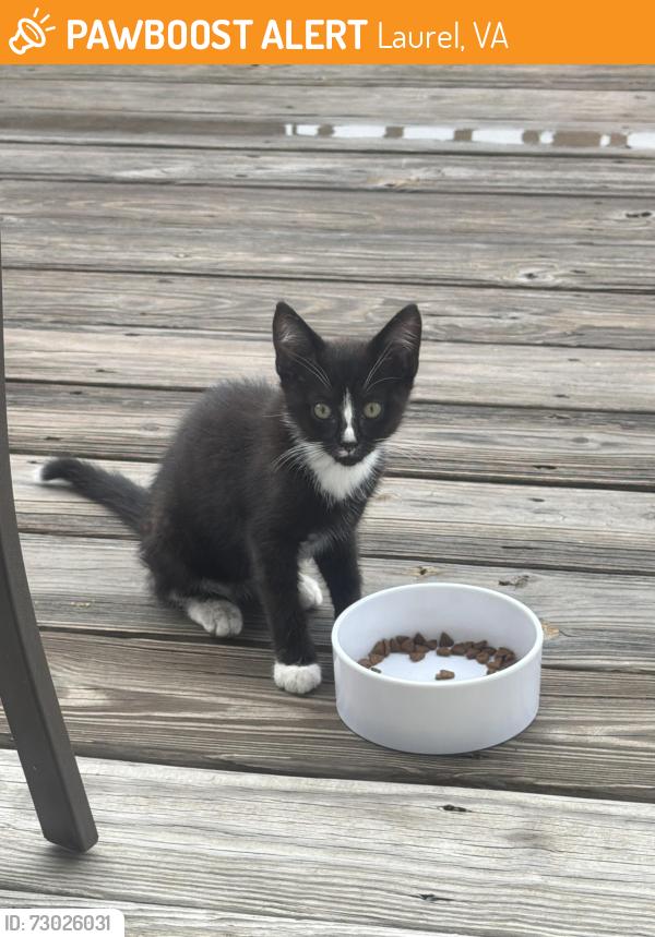 Found/Stray Unknown Cat last seen Palm grove terrace and hennington terrace, Laurel, VA 23228