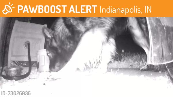 Found/Stray Unknown Dog last seen Dequincy and Walnut (Also seen at intersection 6/17), Indianapolis, IN 46201