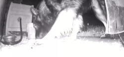 Found/Stray Unknown Dog last seen Dequincy and Walnut (Also seen at intersection 6/17), Indianapolis, IN 46201